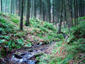 ferienhof baumhoff cobbenrode sauerland - bach im tannenwald