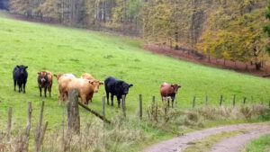 ferienhof baumhoff cobbenrode sauerland - in der nachbarschaft