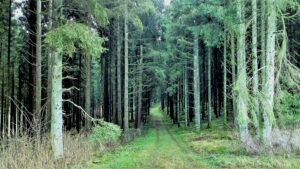 ferienhof baumhoff cobbenrode sauerland - wanderweg durch nadelwald